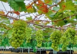 阳光玫瑰暴跌（阳光玫瑰葡萄500跌到8.8 价格大幅跳水的背 大家反而不爱吃了）